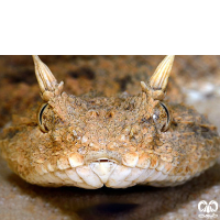 گونه افعی شاخدار دم عنکبوتی Spider-tailed Horned Viper 